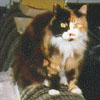 Kitty