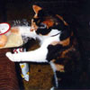 Mini Kitty (Daugher of Kitty)