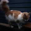 Pip (Daughter of Kitty)