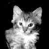 Sausage (Daugher of Kitty)