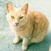 Tawny (Daughter of Kitty)